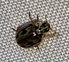 Mulsantina hudsonica