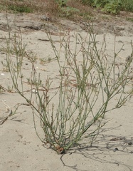 Polygonum argyrocoleon