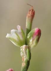 Polygonum argyrocoleon