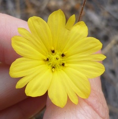 Lagophylla glandulosa