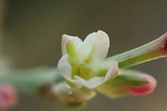 Polygonum argyrocoleon