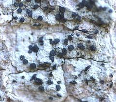 Cresponea chloroconia