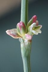 Polygonum argyrocoleon