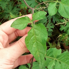 Solanum dulcamara