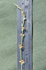 Polygonum argyrocoleon