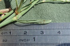 Polygonum argyrocoleon