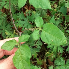 Solanum dulcamara