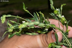 Zornia thymifolia