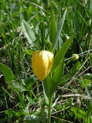 Fritillaria collina