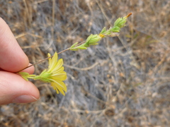Lagophylla glandulosa