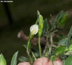 Zornia thymifolia