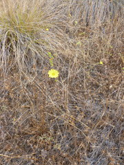 Lagophylla glandulosa