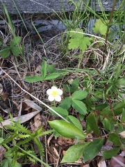 Fragaria virginiana glauca