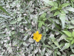 Zephyranthes pulchella