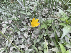 Zephyranthes pulchella
