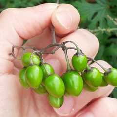 Solanum dulcamara