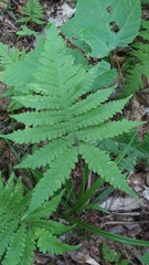 Phegopteris