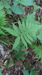 Phegopteris