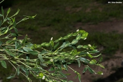Zornia thymifolia