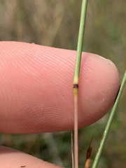 Schizachyrium tenerum
