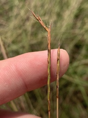 Schizachyrium tenerum