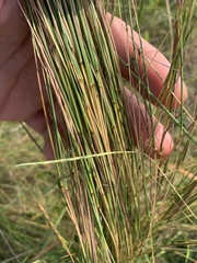 Schizachyrium tenerum
