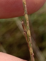 Schizachyrium tenerum