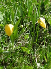 Fritillaria collina