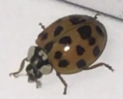 Harmonia axyridis