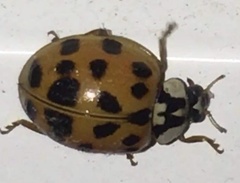 Harmonia axyridis
