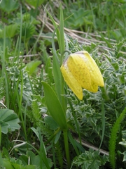 Fritillaria collina