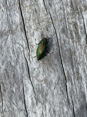 Buprestis adjecta
