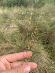Schizachyrium tenerum