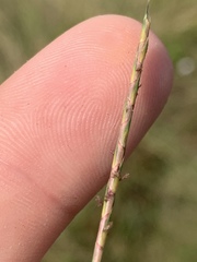 Schizachyrium tenerum
