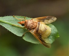 Goniops chrysocoma