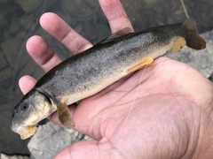 Catostomus catostomus