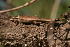 Trachylepis aureopunctata