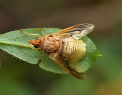 Goniops chrysocoma