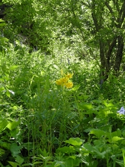 Lilium kesselringianum