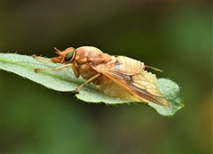 Goniops chrysocoma