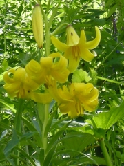 Lilium kesselringianum