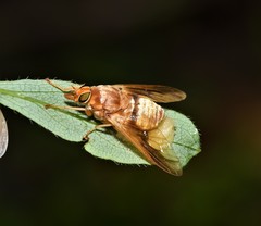 Goniops chrysocoma
