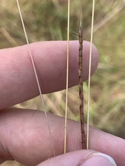 Schizachyrium tenerum