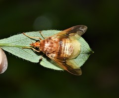 Goniops chrysocoma