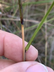 Schizachyrium tenerum