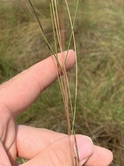 Schizachyrium tenerum