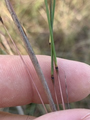 Schizachyrium tenerum