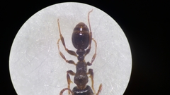 Tetramorium moravicum