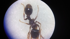 Tetramorium moravicum