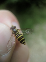 Xanthogramma flavipes